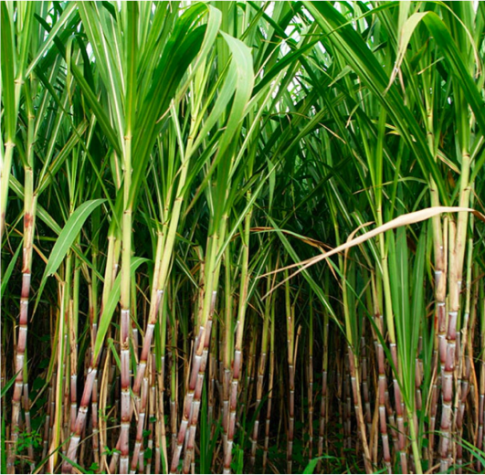 Harvesting virgin sugar cane