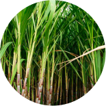 Virgin Sugar Cane